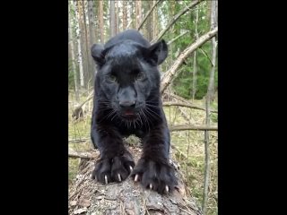panther and claws...